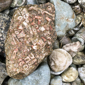 Stenar med fossiler, foto.